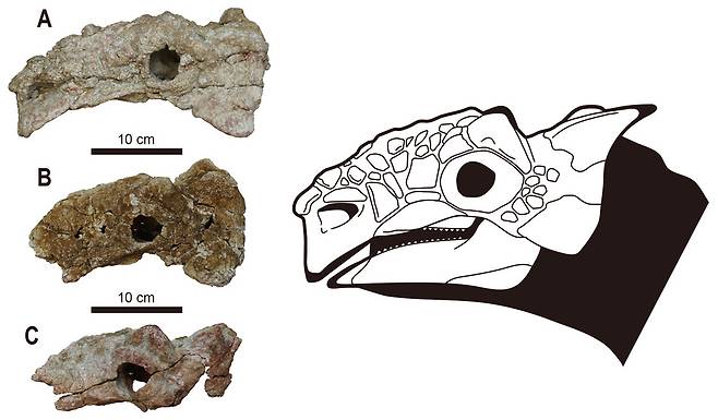 세 개체의 탈라루루스 공룡 머리뼈 화석과 복원도. 박진영 외 (2019) ‘백악기 연구’ 제공.