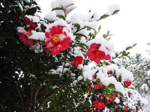 애기동백 [전남 신안군 제공·재판매 및 DB 제공 금지]