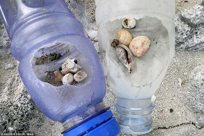 플라스틱 쓰레기 덫에 걸려 죽은 소라게. [사진 호주 태즈메이니아대학교 해양남극연구소(IMAS)]