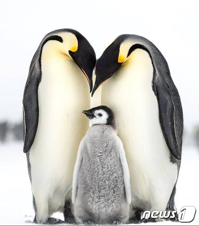 토머스 비자얀 作 황제펭귄 가족 © 뉴스1