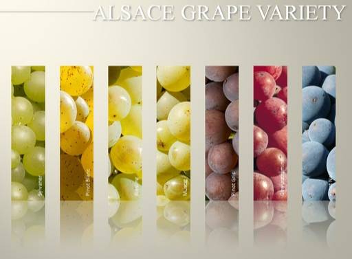알자스 포도품종