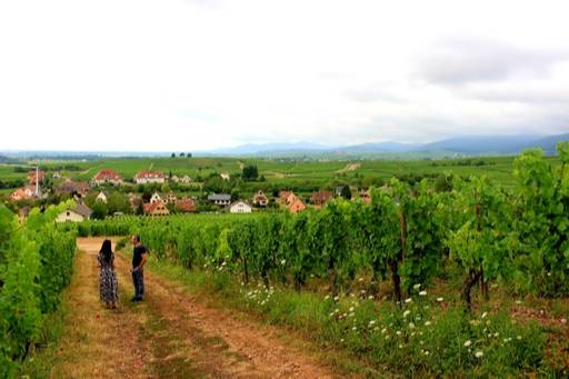 스타브 로렌츠 포도밭 전경