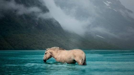 노르웨이의 토종마 '피오르 홀스'. '겨울왕국' 1편에서 안나가 타던 말도 피오르 홀스 품종이었다. [사진 노르웨이 관광청]