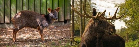 푸두(좌), 무스(우). [사진 pixabay]