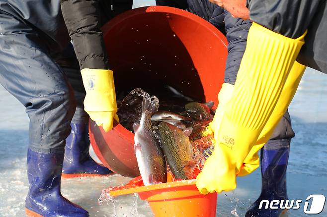 제13회 평창송어축제 개막 하루를 앞둔 27일 축제 관계자들이 강원도 평창군 진부면 오대천에서 얼음낚시객을 위한 평창송어를 방류하고 있다.2019.12.27/뉴스 © News1 권혜민 기자