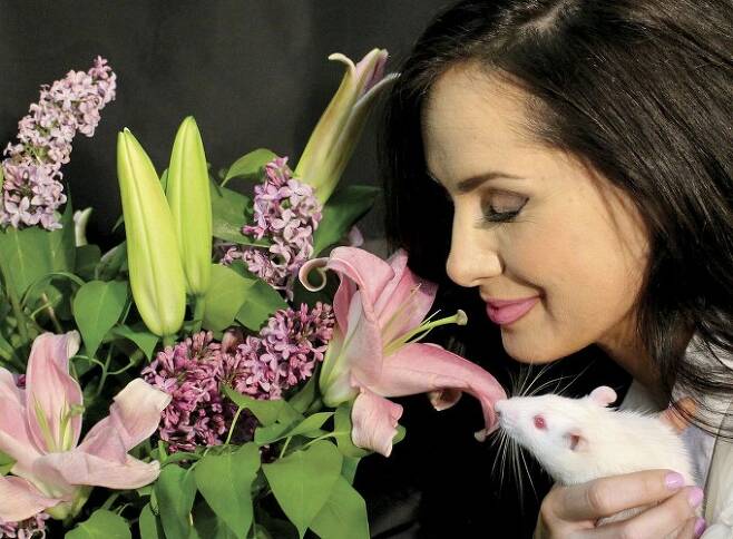 여성의 0.6%가 후각망울 없이도 전혀 문제 없이 냄새를 잘 맡을 수 있다는 사실이 최근 발견됐다. 한편 생쥐의 페로몬 감지 메커니즘도 최근 명쾌히 규명됐다. 참고로 사진 속의 설치류는 생쥐(mouse)가 아니라 쥐(rat)다. 사이언스 제공