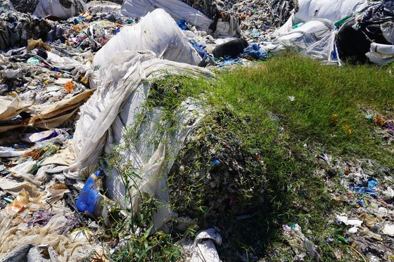 필리핀 민다나오섬에 보관된 한국 쓰레기에서 풀이 자라고 있다. 천권필 기자