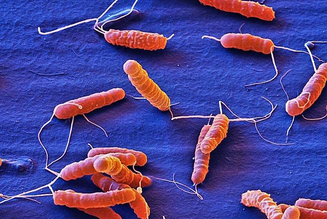 위염과 위궤양, 위암 등을 일으키는 원인 중 하나인 헬리코박터 균. 파스퇴르연구소 제공