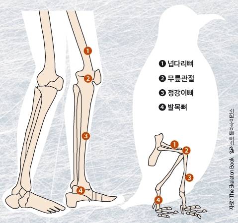 기본적으로 펭귄의 다리 구조는 인간과 크게 다르지 않다. 다만 인간과 달리 무릎이 몸 안에 숨겨져 있으며 외형상 무릎관절처럼 보이는 부위가 사실은 발목관절이다.  자료 The Skeleton Book / 일러스트 동아사이언스DB