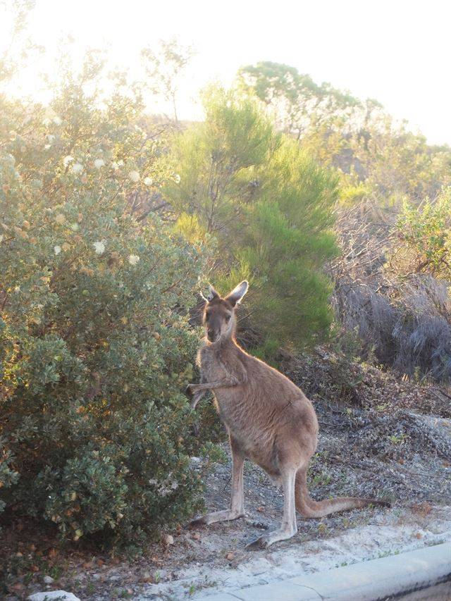 길가에서 마주친 캥거루. 너는 무사한 거지?