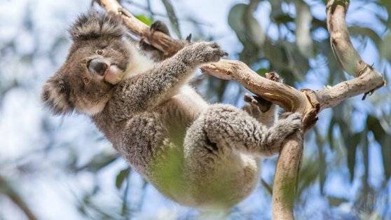 호주 코알라 [호주 관광청]
