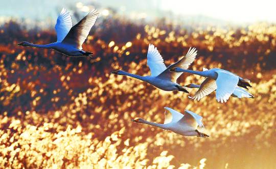 지난 12월 4일 천연기념물 제201호인 큰고니가 이른 아침 충남 서산 천수만에서 날아가고 있다. 흔히 백조라 불리는 큰고니는 천수만을 찾는 겨울 철새 중 무게가 가장 많이 나간다. 이들은 해뜰 무렵과 해질 무렵에만 잠깐 날고 나머지 시간은 물에 떠 있다.