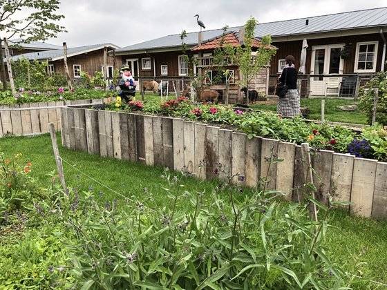 네덜란드 '드레이거스(De Reigershoeve) 케어팜'