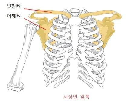 해부학에서 견갑골은 위팔뼈와 빗장뼈를 연결하는 뼈다. 견갑골 위에 얹은 손이 여성을 남성 앞으로 당기면 여성이 앞으로 숙여지므로 조심해야한다. [사진 Wikimedia Commons]