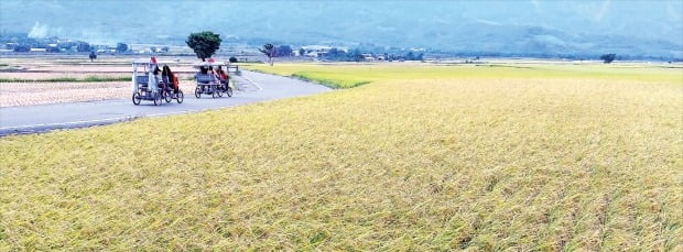 대만에서 이름난 쌀 생산지인 타이둥 츠상향