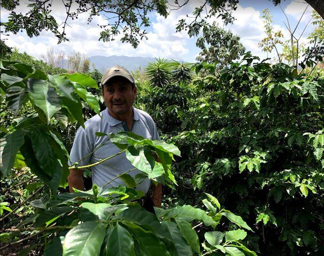 아구아 화산 중턱의 커피 밭. 평지의 농장과 달리 산중간의 커피는 소농들에 의해 경작된다. 농부인 티모테오씨 머리위로 차광나무로 많이 사용되는 호코떼의 열매가 매달려 있다. 최상기씨 제공