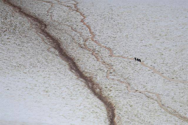 6일(현지시간) 촬영한 것으로 남극의 오르네 항구에서 턱끈펭귄들이  눈밭을 걸어가고 있다.  남극=로이터 연합뉴스