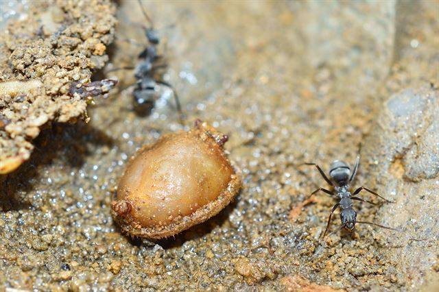 곰개미와 개미꽃등에 애벌레. 국립생물자원관 제공