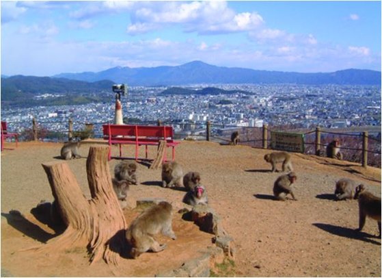 아라시야마의 원숭이 공원도 코로나19의 영향으로 손님이 드물어졌다. [아라시야마 원숭이 공원 홈페이지]