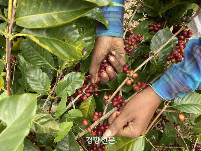학자들은 기후 온난화로 30년 후면 지금의 커피 재배지가 절반으로 줄어들 것이라고 예측한다.