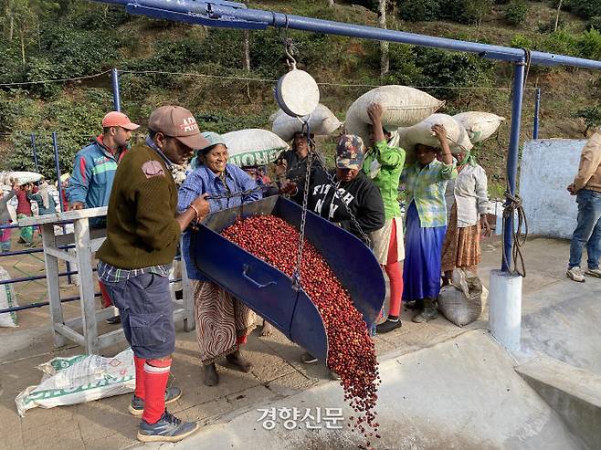 노동자들이 하루 종일 수확한 커피를 담은 자루를 가져오면 그 자리에서 무게를 달고 펄핑 작업이 이뤄진다. 품삯은 몇 주 혹은 월 단위로 지급된다.