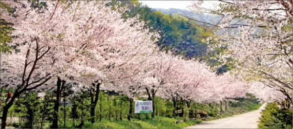 국립용화산 자연휴양림 진입로의 벚꽃길.  산림청 국립자연휴양림 제공