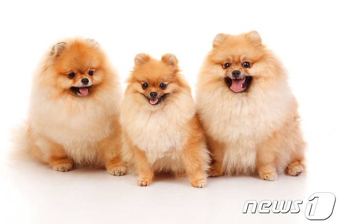 포메라니안. 사진 이미지투데이 © 뉴스1