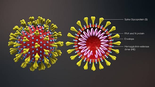 코로나바이러스의 3차원 모형. ⓒwikimedia