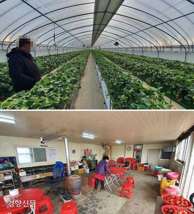 지난 4일 충북 청주시 상당구 남일면 딸기 시설하우스에서 수확량 감소와 판매부진으로 어려움을 겪고 있는 허씨가 걱정스러운 눈빛으로 딸기를 보고 있다(위 사진). 허씨가 운영하는 딸기 직판장이 코로나19로 발길이 끊겨 텅 빈 모습을 보이고 있다.