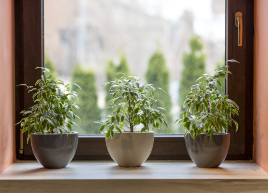 실내 식물은 가습기 역할을 하며 실내 공기를 깨끗하게 할 뿐 아니라 공간을 아름답게 꾸미는 초록 인테리어가 되기도 한다.  게티이미지뱅크