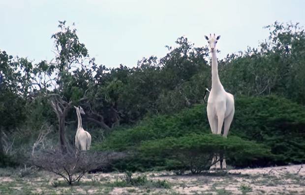 사진=HCP·Hirola Conservation Programme