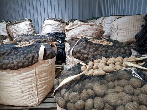 지난 12일 강원도 홍천군 내면에 있는 한 저온저장고에 전명옥(60)씨의 감자 40t이 쌓여있는 모습. [사진 독자제공]