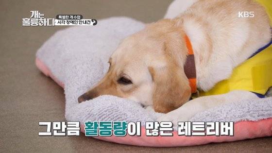 KBS 2TV '개는 훌륭하다' 19회