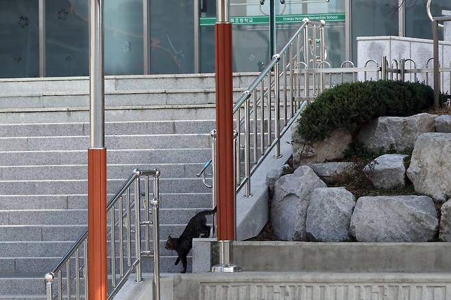 도둑고양이가 지키는 교정 (대구=연합뉴스) 정회성 기자 = 코로나19 확산 우려에 초·중·고등학교 개학이 또다시 미뤄진 17일 학생이 등교하지 않은 대구시 동구 한 초등학교 교정을 도둑고양이가 거닐고 있다.