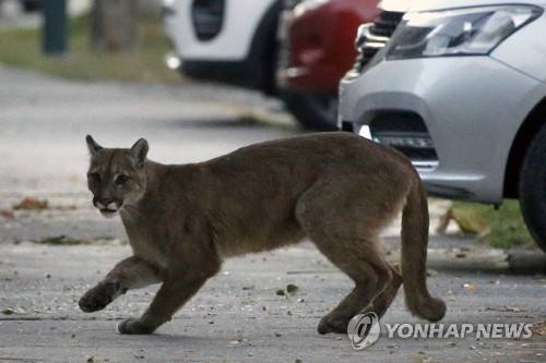 24일(현지시각) 칠레 수도 산티아고의 거리에 나타난 퓨마. 산티아고/AFP 연합뉴스