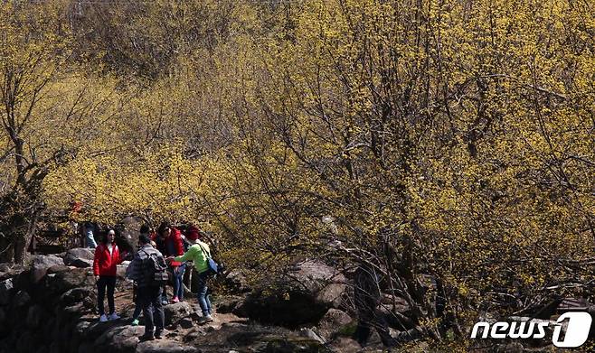 지난 8일 노오란 산수유꽃이 활짝 핀 전남 구례군 산동면 산수유마을을 찾은 상춘객들이 산수유 아래서 봄 정취를 만끽하고 있다./사진제공=구례군