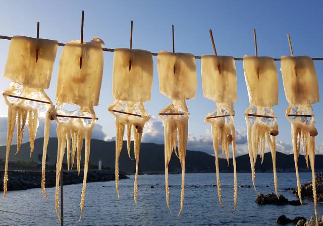 ▲동해안 손질 오징어 말리기. ⓒ프레시안