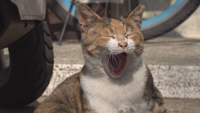 /SBS ‘TV 동물농장’