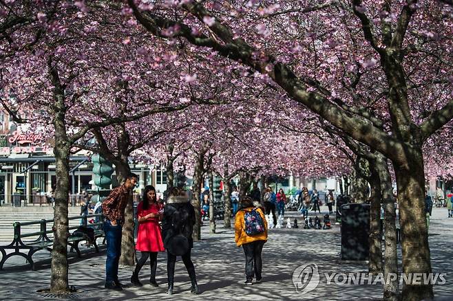 28일(현지시간) 스웨덴 스톡홀름의 한 공원에서 사람들이 꽃구경을 하고 있다. [AFP=연합뉴스]