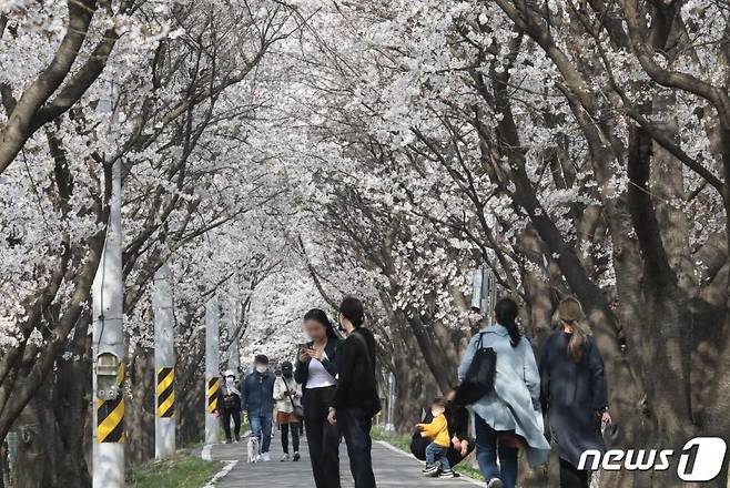 1일 세종시 조치원읍 조천변 벚꽃나무길에서 시민들이 꽃 구경을 하고 있다. /사진=뉴스1