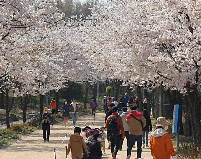 시민들이 지난 4일 꽃 구경을 위해 서울 성동구 서울숲 공원 벚꽃길을 찾고 있다. /사진=정경훈 기자.