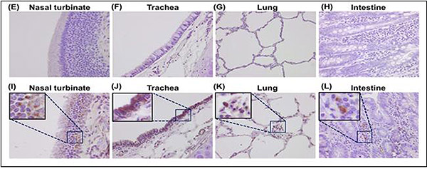 ​코로나19 바이러스에 감염된 페럿의 면역조직화학염색을 통한 조직내 감염 관찰. (E)~(H)은 감염되지 않은 페럿의 조직. (I)~(L)은 코로나19 바이러스(NMC-nCoV02 분리주)에 감염된 페럿의 조직이며, 확대된 진한 갈색 부분. 비강(Nasal turbinate), 기도(Trachea), 폐(Lung), 장(Intestine)​ /사진=국립중앙의료원 제공