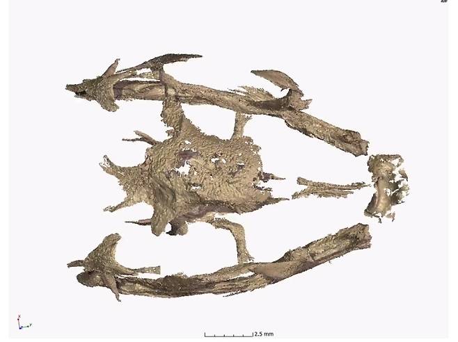 배아 두개골 3D 복원  영상 캡처 [Dr Kimi Chapelle, Wits University 제공/ 재판매 및 DB 금지]