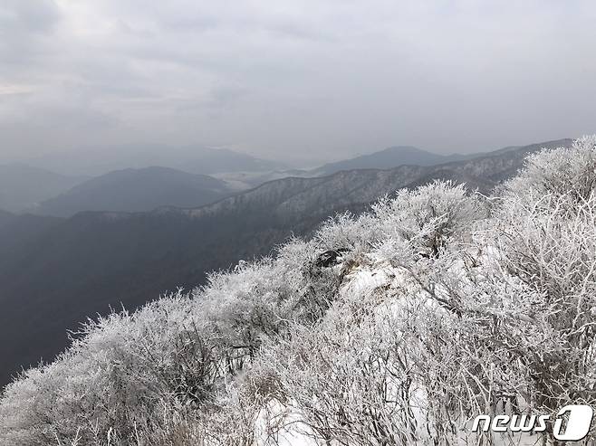 12일 지리산에는 때 아닌 함박눈이 내리면서 눈꽃이 피었다.(국립공원관리공단 지리산 전북사무소 제공)2020.4.12 /ⓒ 뉴스1