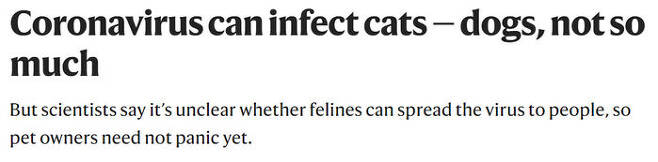 학술지 '네이처' '고양이는 개보다 코로나19에 감염될 가능성이 더 크다