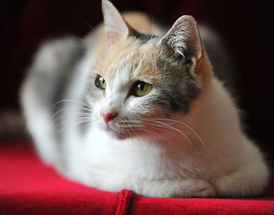 이 영화의 주인공 ‘미'를 연기한(?) 고양이 ‘드롭'. 일본에선 이미 유명한 ‘연기냥'이라고.