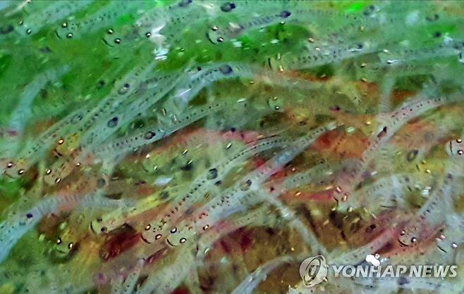 무리 지어 헤엄치는 사백어 [경남 거제시 제공·재판매 및 DB 금지]