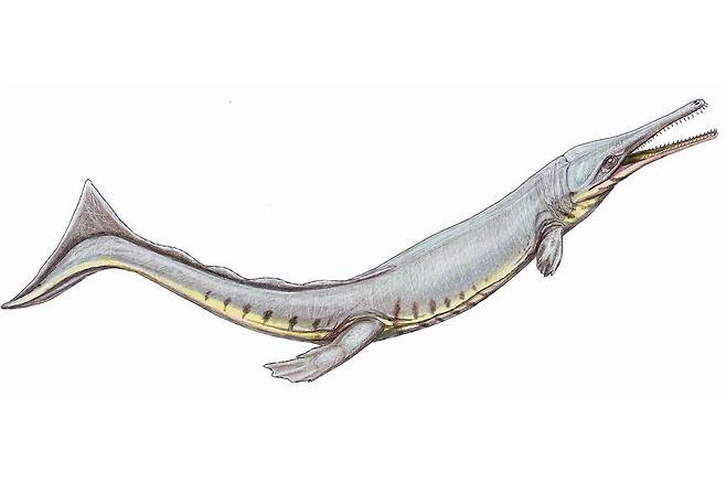 중생대 쥐라기에 바다로 진출한 고대 악어는 돌고래와 비슷한 모습으로 진화했다. 박쥐와 새처럼 계통적으로 멀리 떨어졌지만, 환경에 비슷하게 적응한 사례이다. 드미트리보그다노프 제공.