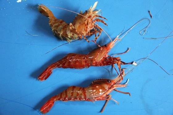 독도새우 세 품종. 위부터 가시배새우, 물렁가시붉은새우, 도화새우. 손민호 기자