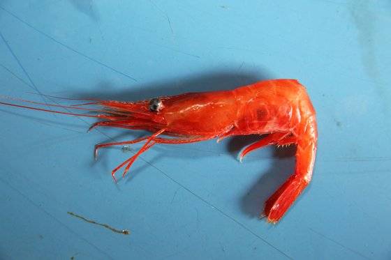 단새우. 횟집에서 자주 보는 새우다. 독도 앞바다에서 잡아도 독도새우가 아니다. 손민호 기자